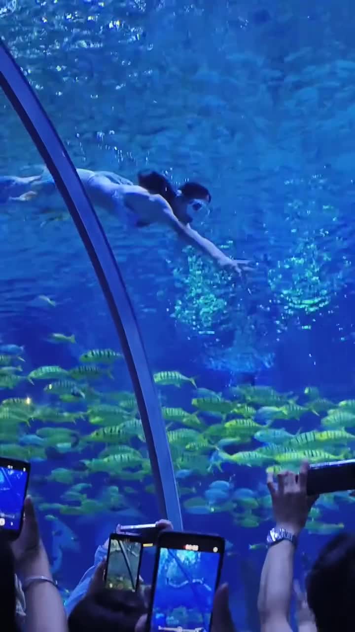 这样的表演太治愈了！家人们一定要去海昌看这个白鲸之恋#上海海昌海洋公园