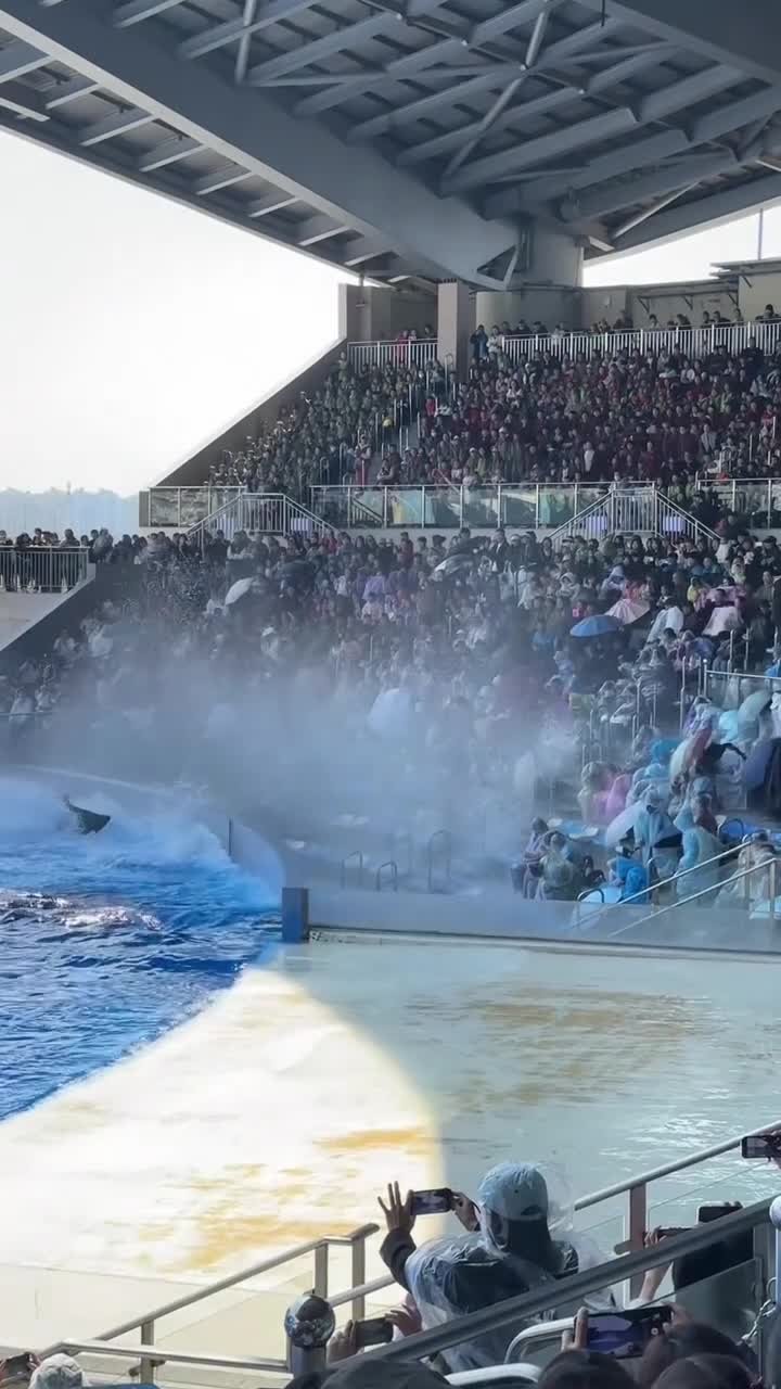 上海海昌海洋公园真的好玩，下次还来#上海海昌海洋公园