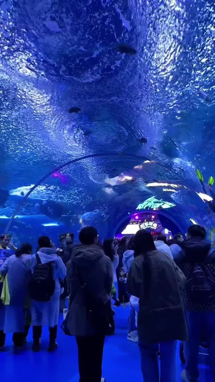 巨浪突袭观众席？上海海昌海洋公园的虎鲸泼水绝技有多狂！ 实拍，上海海昌海洋公园的虎鲸一尾巴甩出10米水墙！前排游客尖叫实录#上海海昌海洋公园