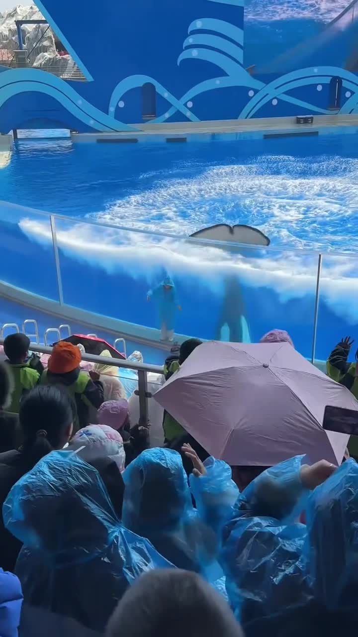 上海海昌海洋公园，梦幻海洋世界等你来#上海海昌海洋公园