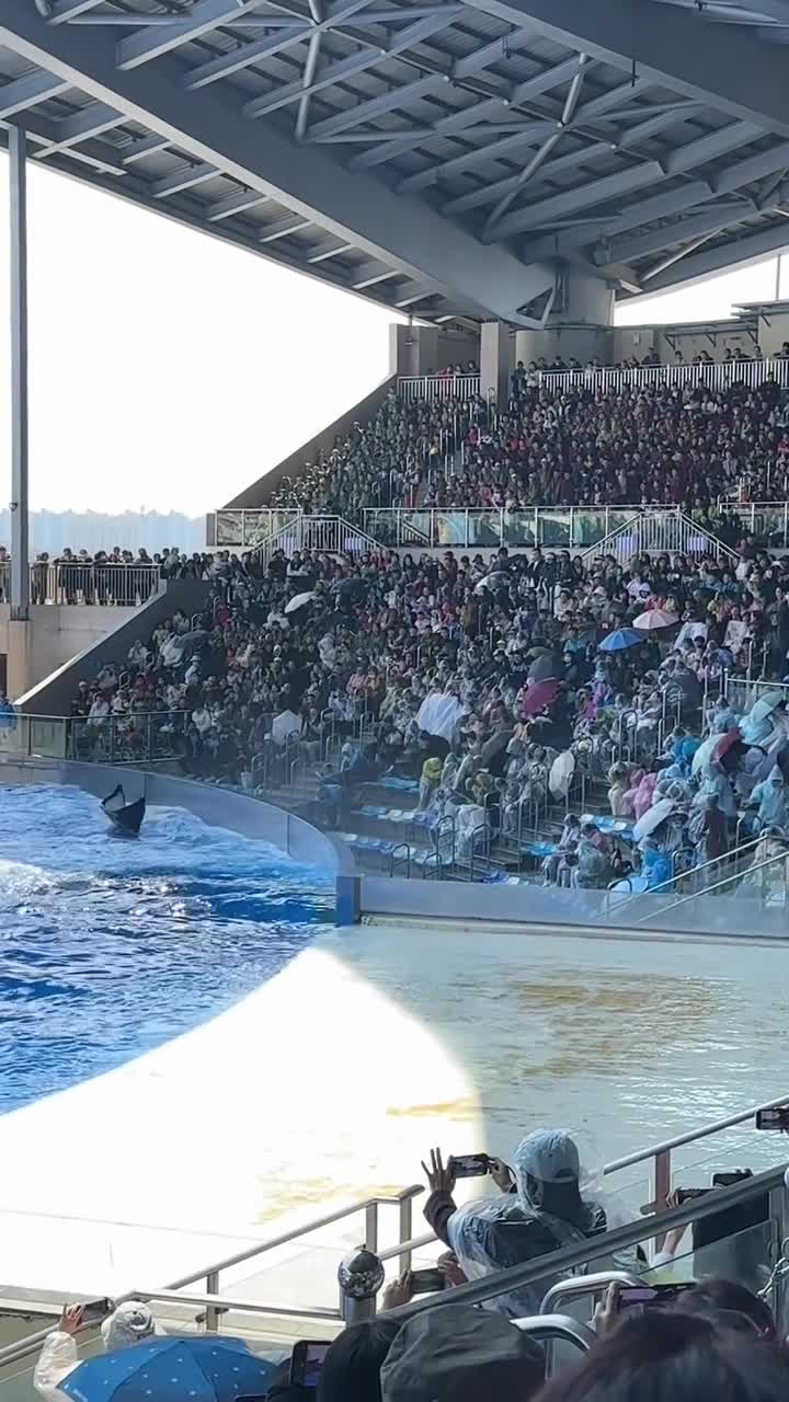 这样的表演太治愈了！家人们一定要去海昌看这个白鲸之恋#上海海昌海洋公园