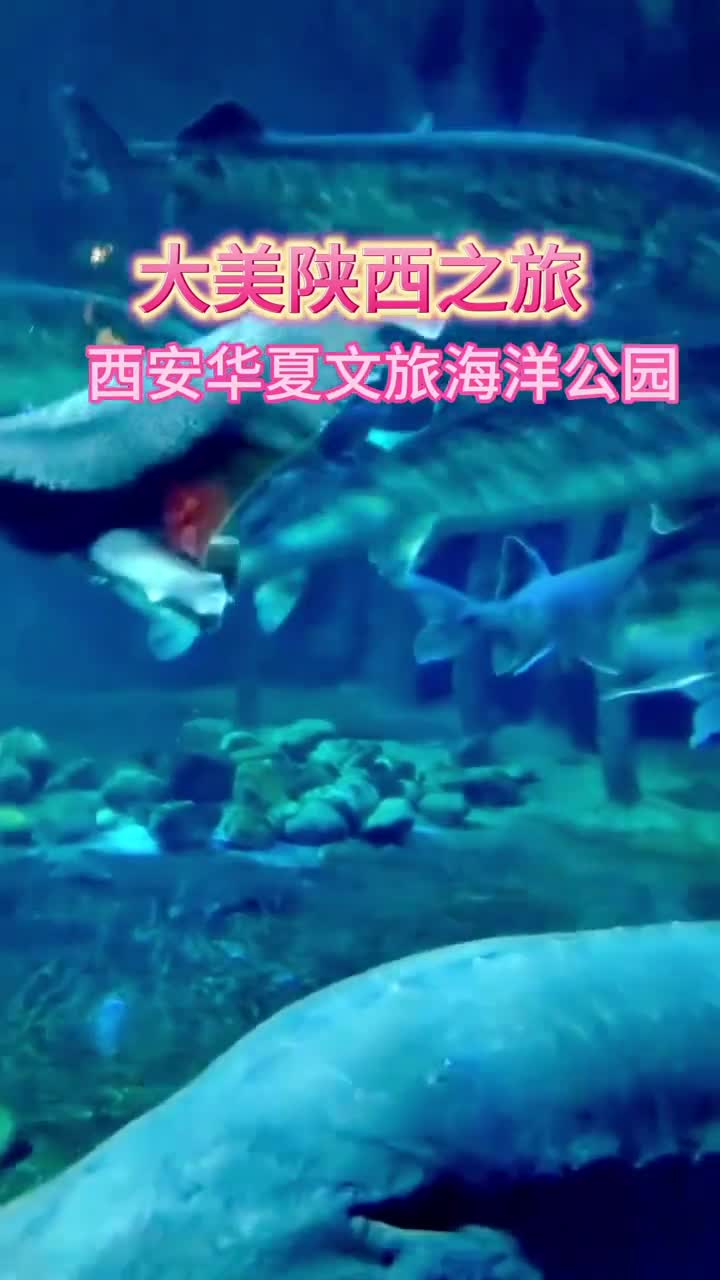 既是海洋公园，又是大型游乐场，绝对是遛娃的好地方！#华夏文旅西安度假区