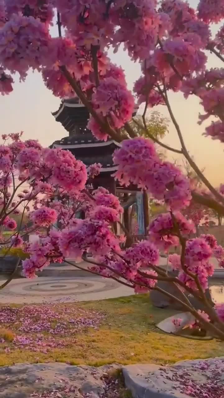 郁金香的花海 感叹四季的轮回，造物主的神奇#郑州园博园#自联盟