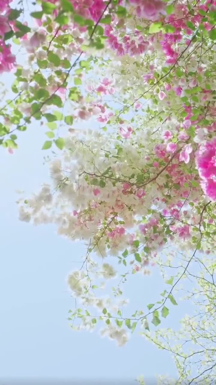 一起来赏樱花吧，真的太美啦#郑州园博园#自联盟