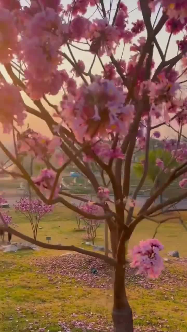 河南郑州园博园~植物界的博物馆！#郑州园博园#自联盟