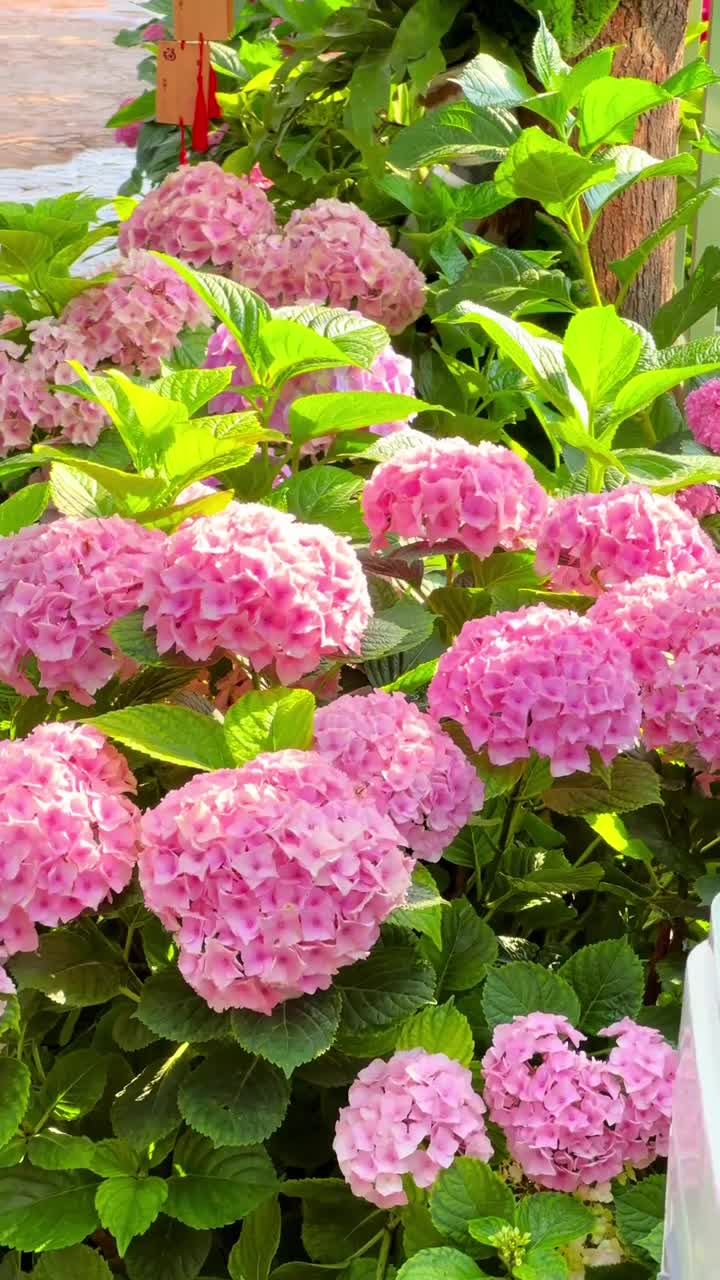 粉红的桃花，雪白的梨花，娇艳的海棠花，笔盈盈地竞相怒放。#漫花庄园#自联盟 