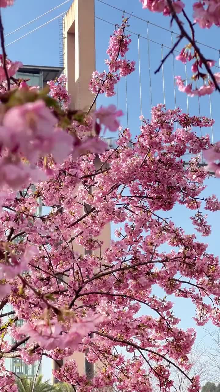 石竹花从纷乱的杂草中探出头，它们粉红色的笑脸真好看！#漫花庄园#自联盟 