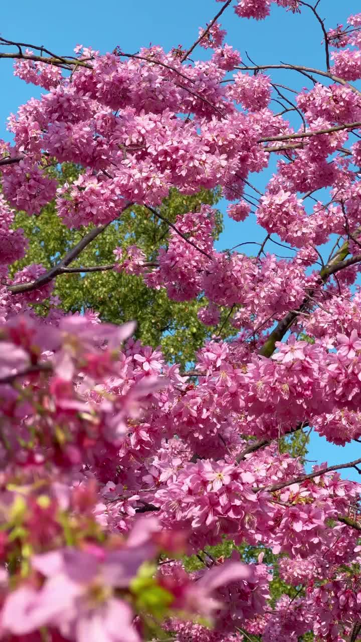 粉红的桃花，雪白的梨花，娇艳的海棠花，笔盈盈地竞相怒放。#漫花庄园#自联盟 