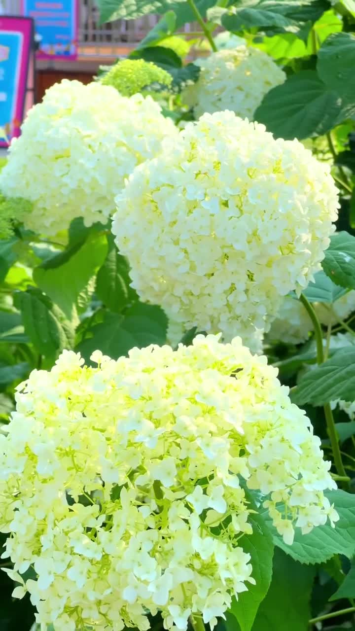 粉红的桃花，雪白的梨花，娇艳的海棠花，笔盈盈地竞相怒放。#漫花庄园#自联盟 