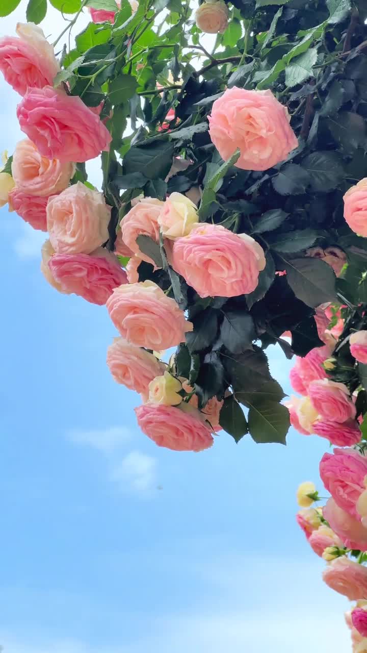 漫花庄园,一个如梦如幻的花海仙境。.漫花庄园不仅是花的世界,更是心灵的栖息地...#漫花庄园#自联盟 