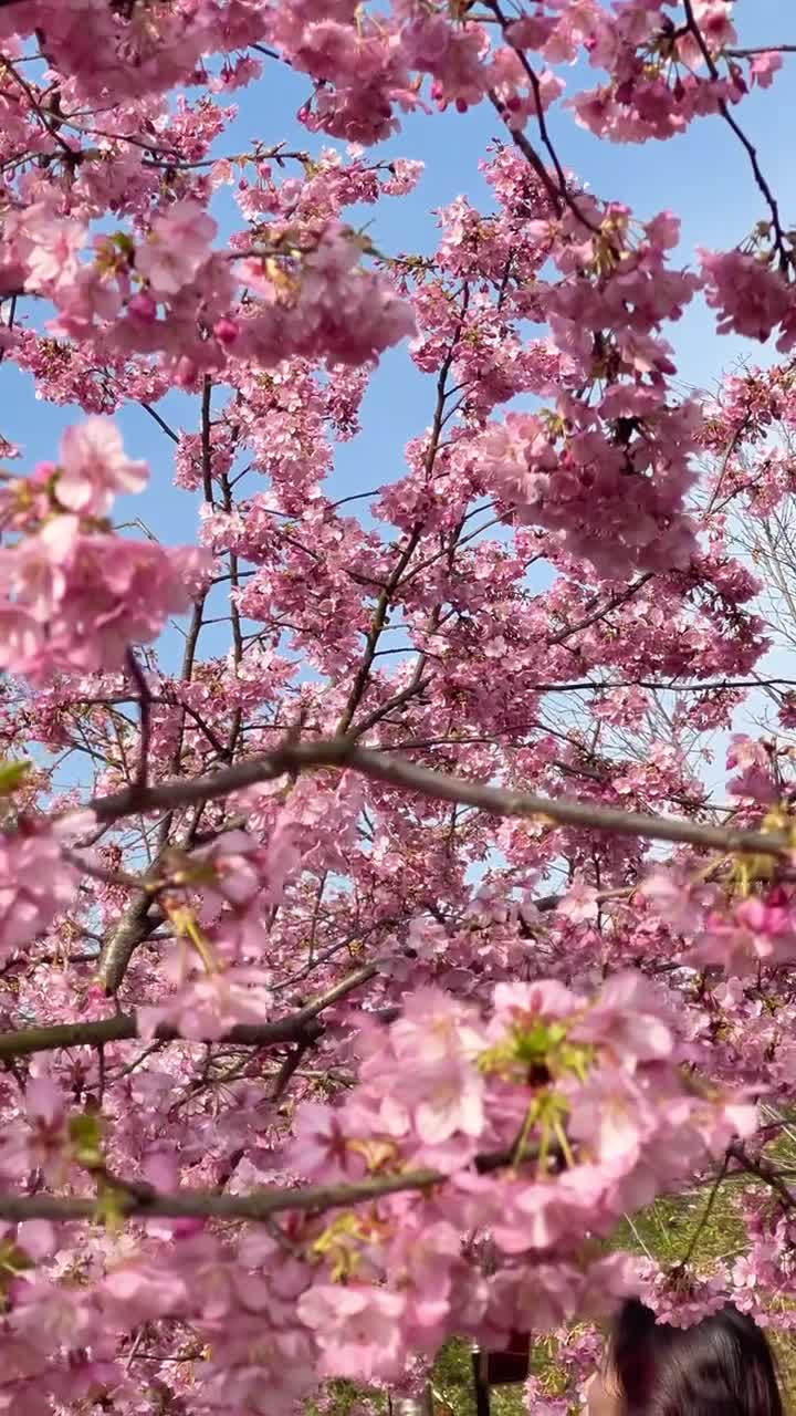 漫花庄园,一个如梦如幻的花海仙境。.漫花庄园不仅是花的世界,更是心灵的栖息地...#漫花庄园#自联盟 