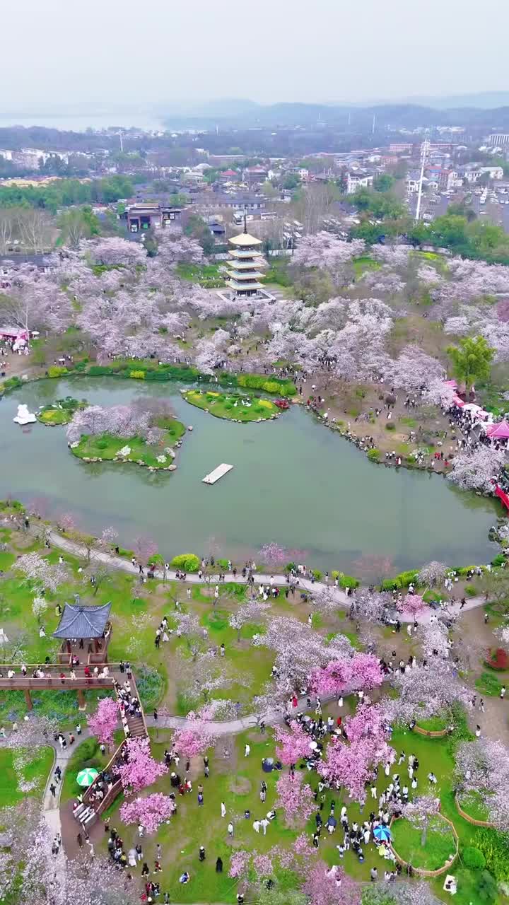 樱花正肆意绽放 朱桥碧水、亭台宝塔，皆被如云似雪的樱花簇拥风起时，花雨飘落，浪漫满溢 花期不待人，想看樱花的朋友，赶紧奔赴这场粉色花事，莫负春光#武汉市黄鹤楼公园#自联盟