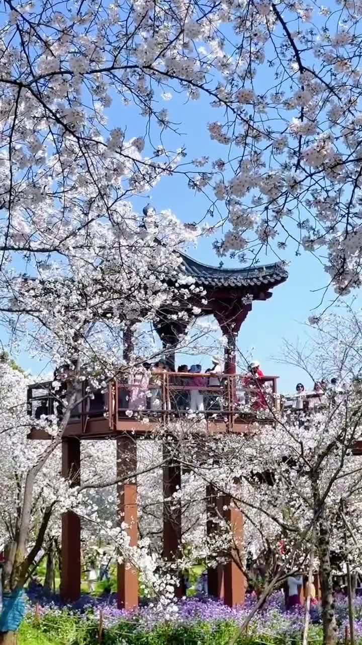 樱花正肆意绽放 朱桥碧水、亭台宝塔，皆被如云似雪的樱花簇拥风起时，花雨飘落，浪漫满溢 花期不待人，想看樱花的朋友，赶紧奔赴这场粉色花事，莫负春光#武汉市黄鹤楼公园#自联盟