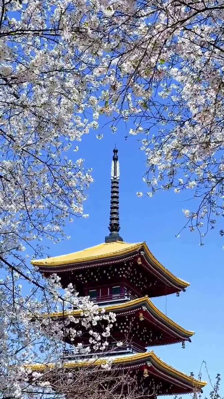 花已经开好啦，公主们赶紧来打卡呀，不然错过花期又要等明年咯#武汉市黄鹤楼公园#自联盟