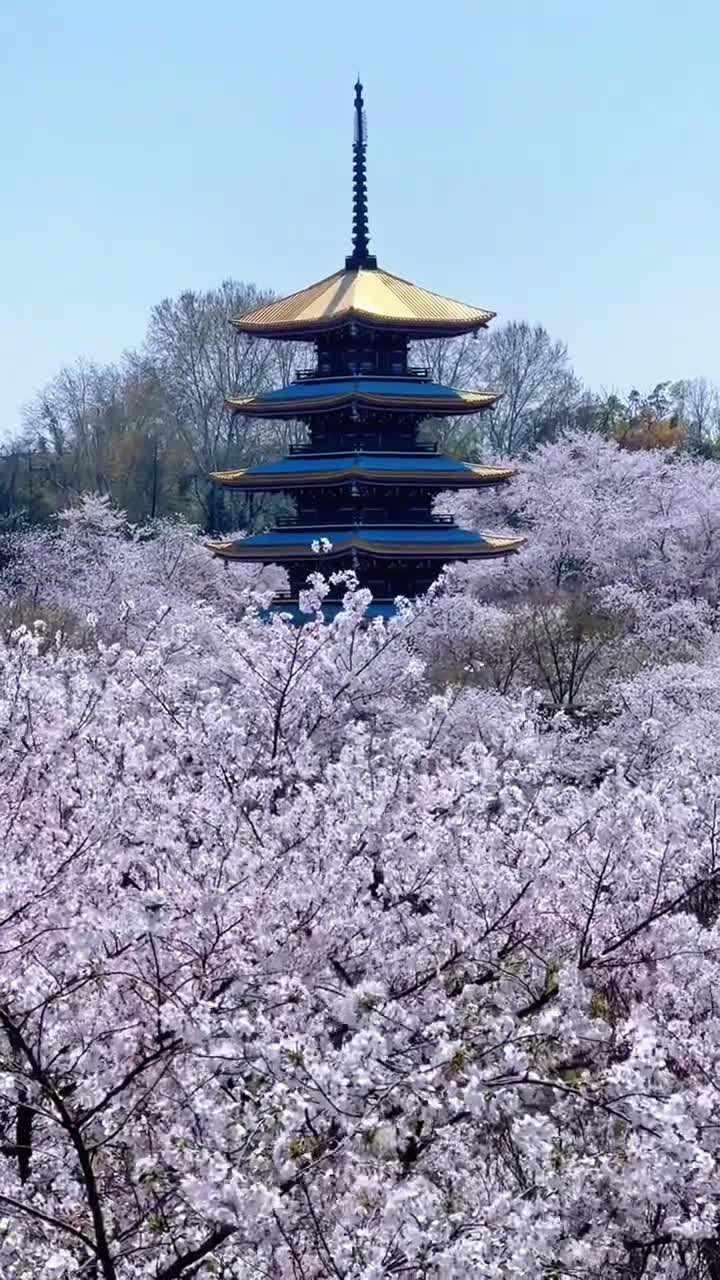 武汉不仅有樱花！来武汉不登黄鹤楼非好汉！#武汉市黄鹤楼公园#自联盟