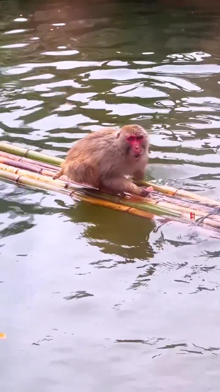南京红山森林动物园，网红猴子乘着竹筏两只手当桨划水，小竹筏嗖嗖往前跑，聪明的小猴子太可爱了#南京市红山森林动物园#自联盟