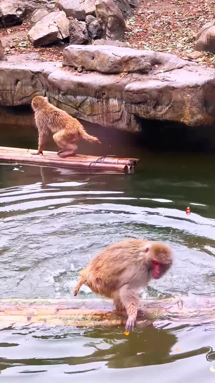 南京红山森林动物园，网红猴子乘着竹筏两只手当桨划水，小竹筏嗖嗖往前跑，聪明的小猴子太可爱了#南京市红山森林动物园#自联盟