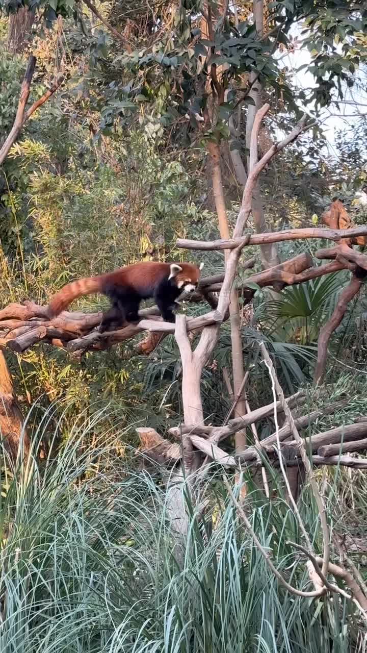 南京红山森林动物园，网红猴子乘着竹筏两只手当桨划水，小竹筏嗖嗖往前跑，聪明的小猴子太可爱了#南京市红山森林动物园#自联盟