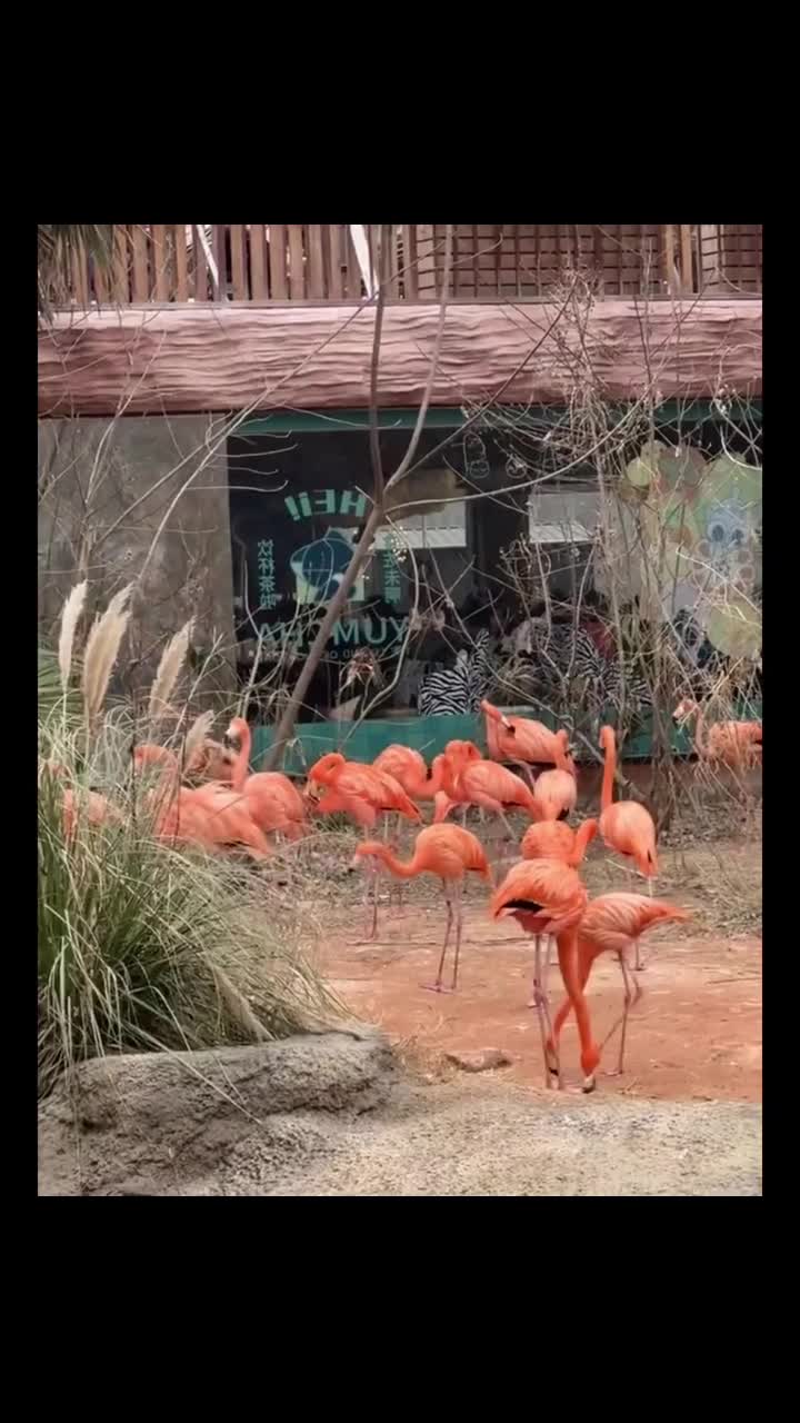 拒绝动物表演的红山动物园，可是架不住动物们要自己表演啊，天气转晴出太阳啦，太适合去看他们了#南京市红山森林动物园#自联盟