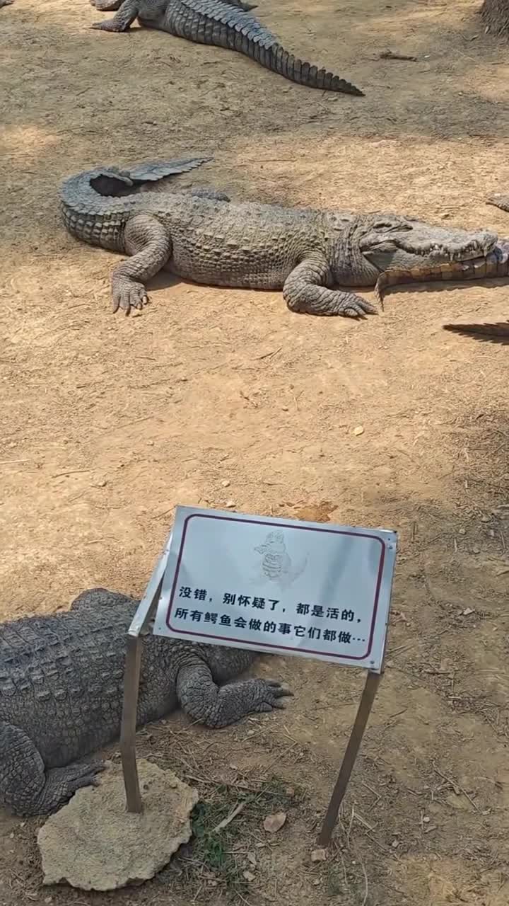 丢哪星你们去看了没，有没有可爱到大家呀#南宁市动物园#自联盟
