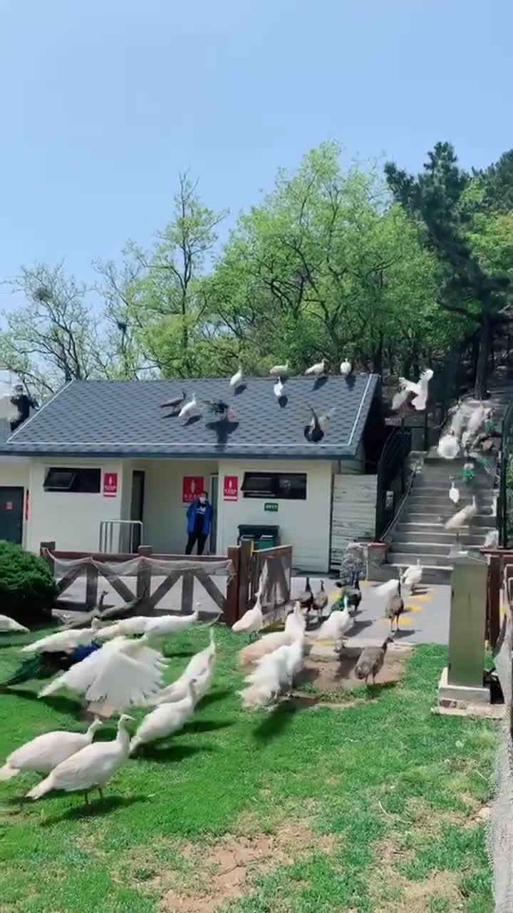 大连老虎滩海洋公园是一个让人心旷神怡的地方，它让人们感受到大自然的魅力与力量。它不仅仅是一个旅游景点，更是一个教育基地，让人们了解到海洋的重要性。如果你想逃离喧嚣的城市，放松自己的身心，海洋公园绝对是一个不错的选择。#大连老虎滩海洋公园