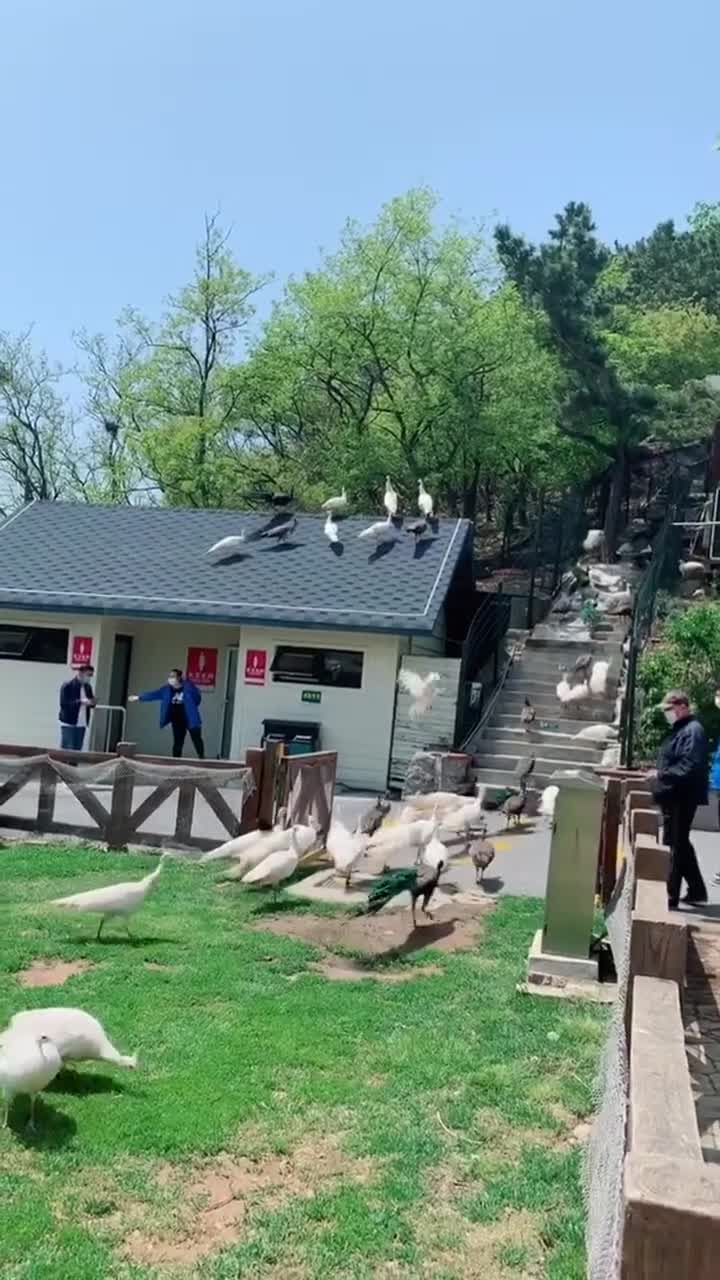 大连老虎滩海洋公园公园是一个神奇而美丽的地方，它让人们仿佛置身于一个完全不同的世界中。这里有蔚蓝的海水，五彩斑斓的珊瑚，还有各种各样的海洋生物。在这里，人们可以近距离地观察到大海的奇迹，感受自然的力量和美好。#大连老虎滩海洋公园
