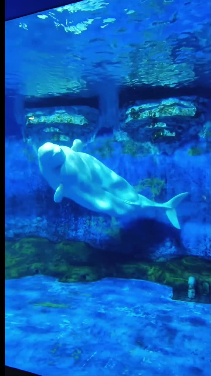大连老虎滩海洋公园还为游客提供了各种各样的水上活动。你可以选择搭乘游船，在大海上畅游，感受海浪的拍打与风的呼啸。你也可以选择潜水，亲身体验海底的魅力。当你穿上潜水装备，潜入水中时，你会发现一个全新的世界。#大连老虎滩海洋公园
