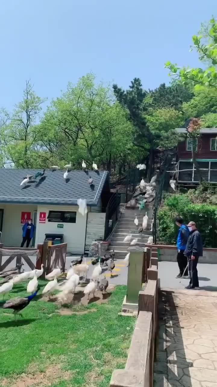 时尚浪漫之都大连，来老虎滩极地海洋动物馆，看大白鲸！大白鲸超级可爱呆萌！超喜欢、非常值得一去，#大连老虎滩海洋公园