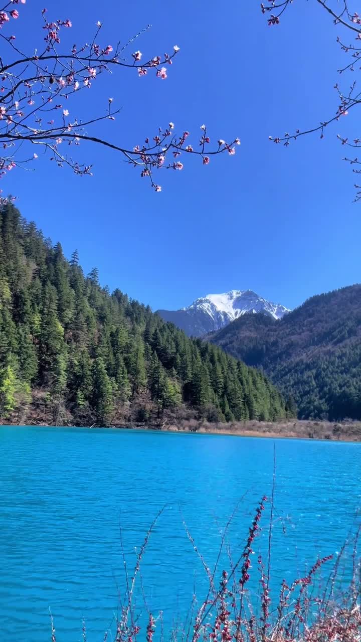 在这最为绚丽的季节里，九寨沟仿佛披上了一层梦幻的纱衣，水面闪烁着彩林倒映的浮光掠影，每一道波纹都承载着自然的韵律与诗意# 九寨沟风景区#自联盟