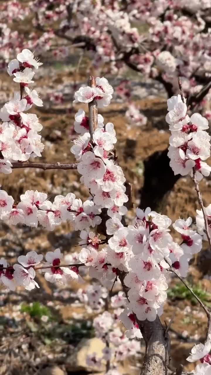 这个春天怎么能不来一趟芒砀山僖山景区呢#芒砀山旅游区#自联盟