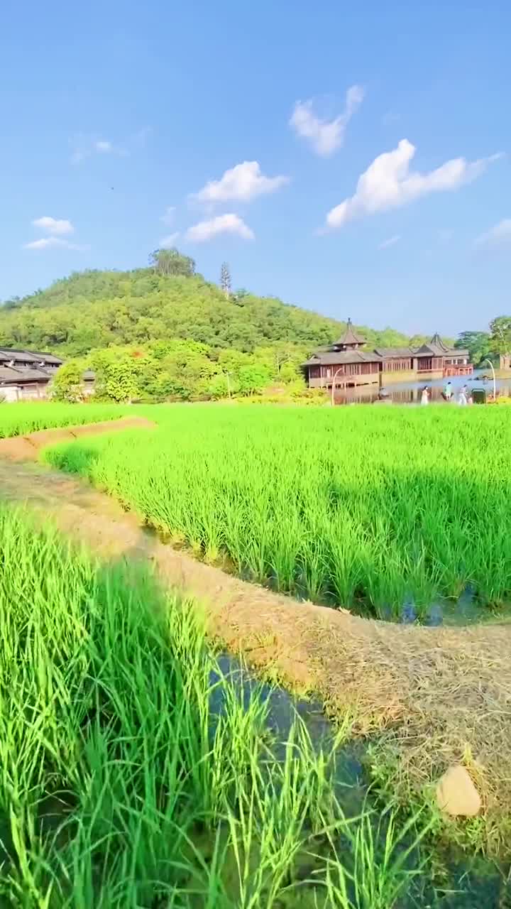 藏在山水间的中海汤泉酒店#惠州中海汤泉酒店#自联盟